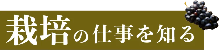 栽培の仕事を知る
